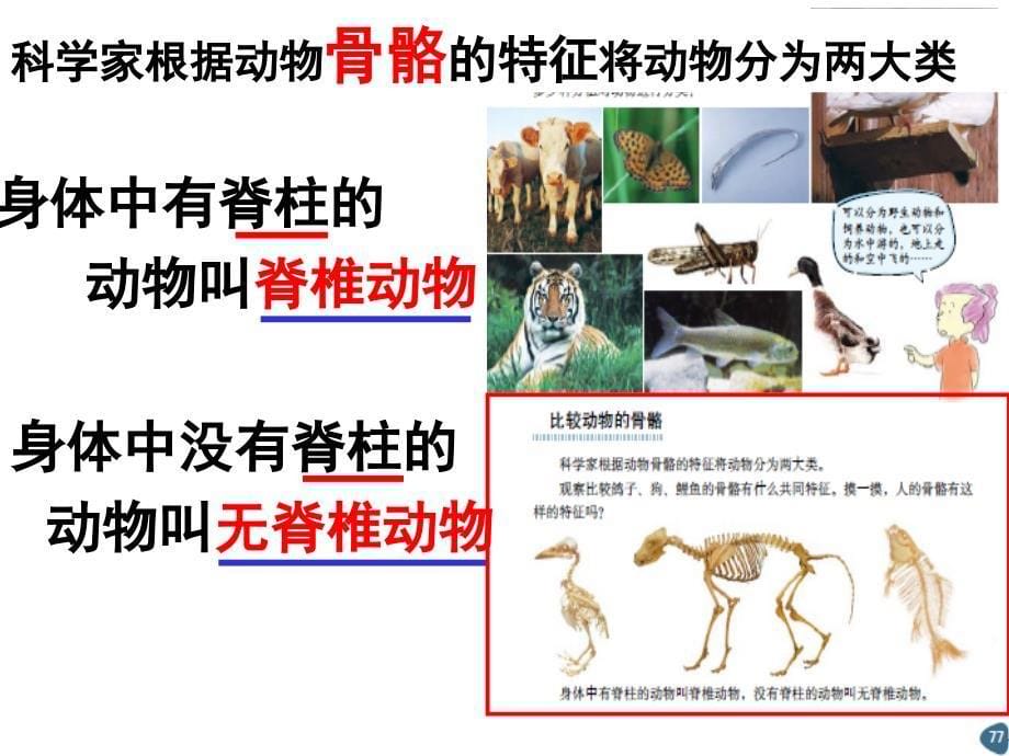 六年级上册科学课件 4-4种类繁多的动物 教科版_第5页