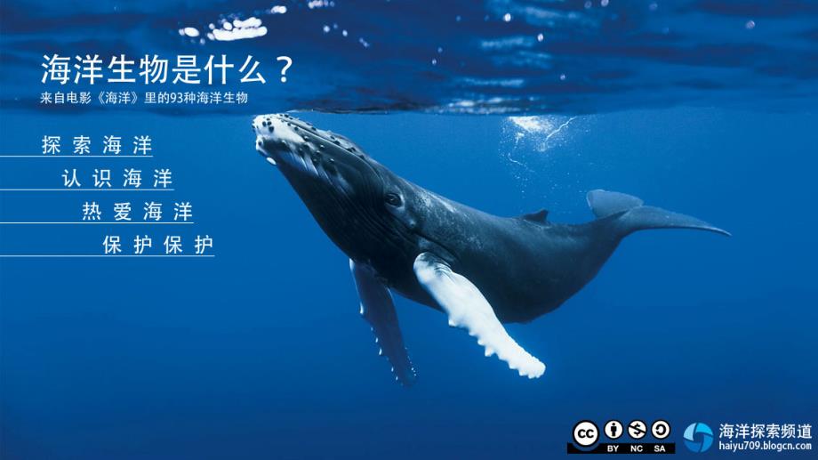 海洋生物是什么？来自电影《海洋》里的93种海洋生物_第1页