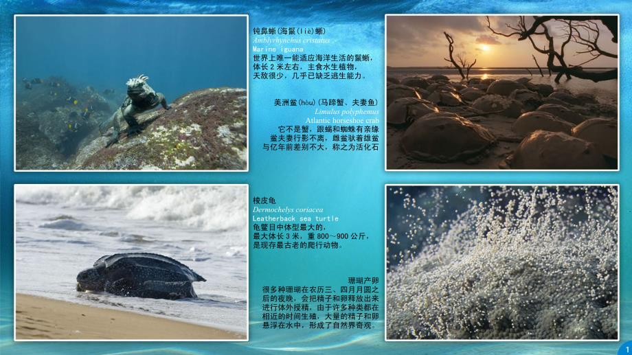 海洋生物是什么？来自电影《海洋》里的93种海洋生物_第4页