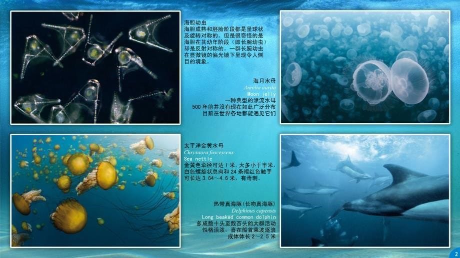 海洋生物是什么？来自电影《海洋》里的93种海洋生物_第5页