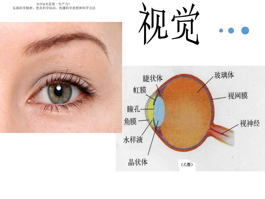 五年级下册科学课件-5.3感觉 苏教版_第3页