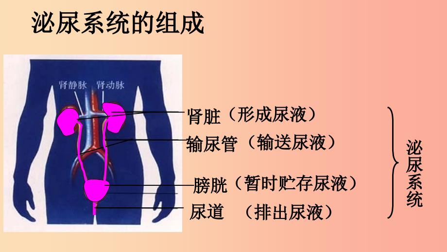 内蒙古鄂尔多斯市达拉特旗七年级生物下册 4.5 人体内废物的排出课件新人教版_第4页