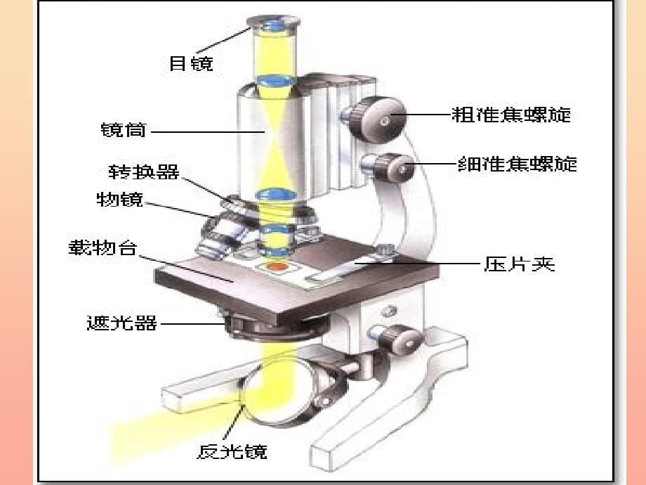 六年级科学下册第一单元微小世界5用显微镜观察身边的生命世界（一）课件7教科版_第5页