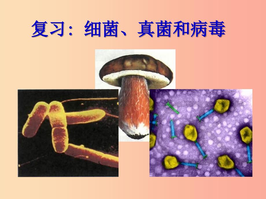 八年级生物上册 5.4.3真菌课件新人教版_第1页