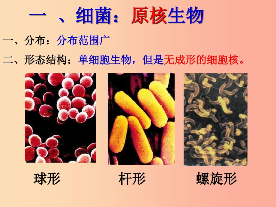 八年级生物上册 5.4.3真菌课件新人教版_第3页