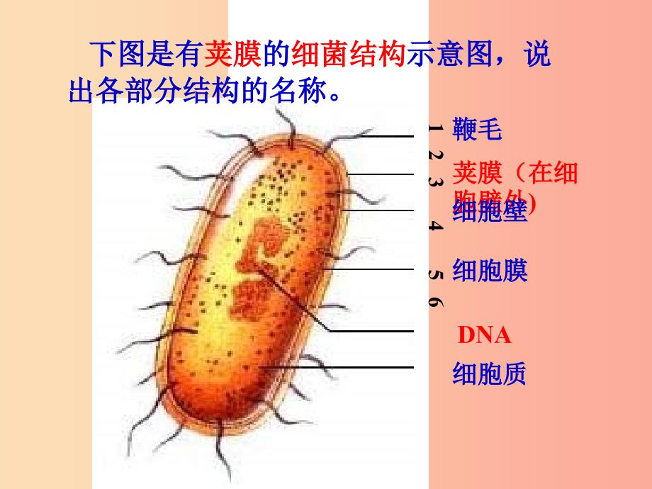 八年级生物上册 5.4.3真菌课件新人教版_第4页