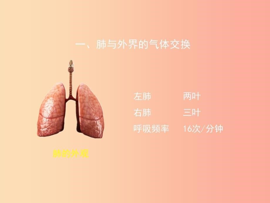 七年级生物下册 4.3.2《发生在肺内的气体交换》第一课时课件新人教版_第5页