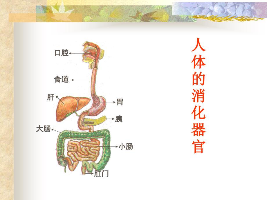 五年级下册科学课件- 人体是怎样消化食物的北京版_第2页
