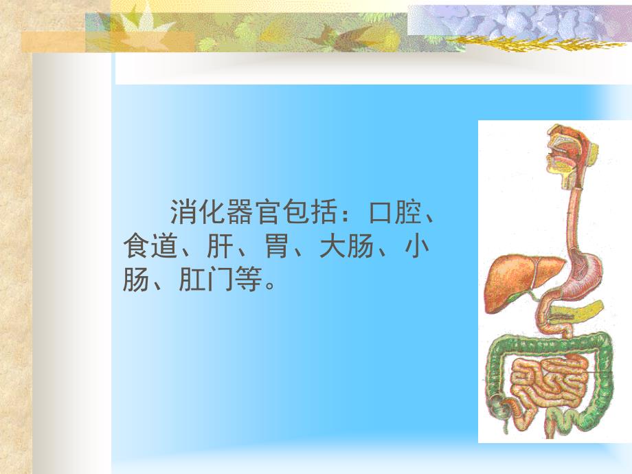五年级下册科学课件- 人体是怎样消化食物的北京版_第3页