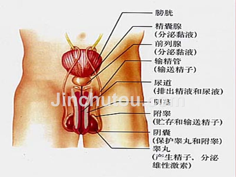 安徽省七年级生物下册 4.1.2《人的生殖》课件4新人教版_第3页