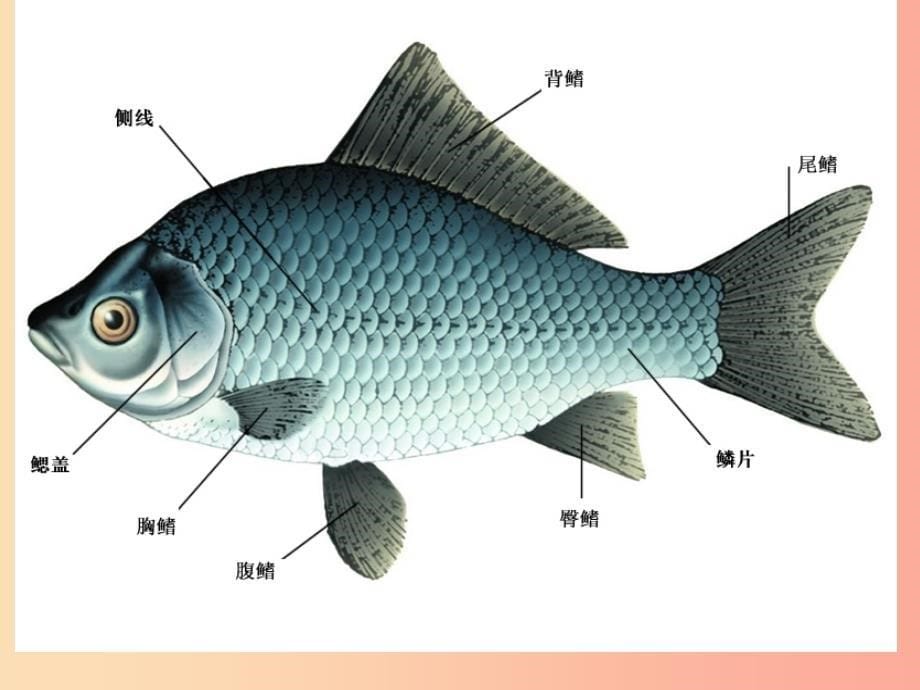 江苏省七年级生物下册第10章水中的生物课件新版苏科版_第5页