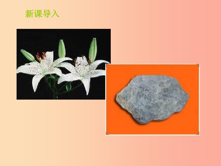 山东省七年级生物上册 1.1.1《生物的基本特征》（新版）济南版_第3页