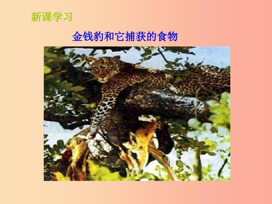 山东省七年级生物上册 1.1.1《生物的基本特征》（新版）济南版_第5页