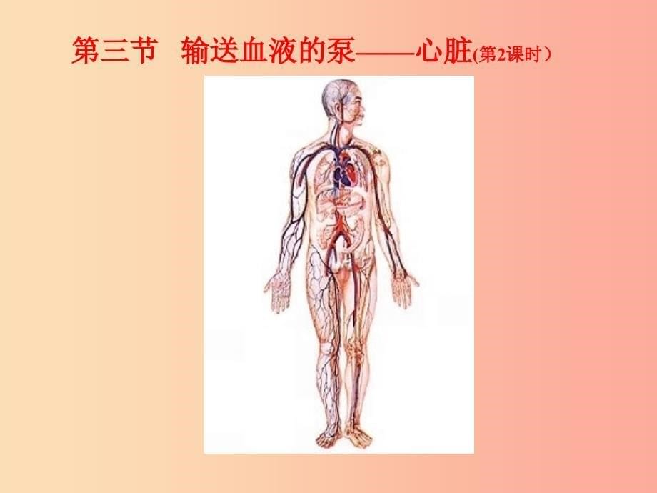 广东省七年级生物下册 4.4.3 输送血液的泵 心脏课件新人教版_第5页