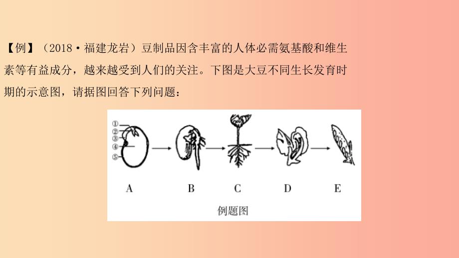 2019中考生物总复习第二部分重点题型探究题型二识图题第三类生物体的结构层次以及生物圈中的绿色植物课件_第3页