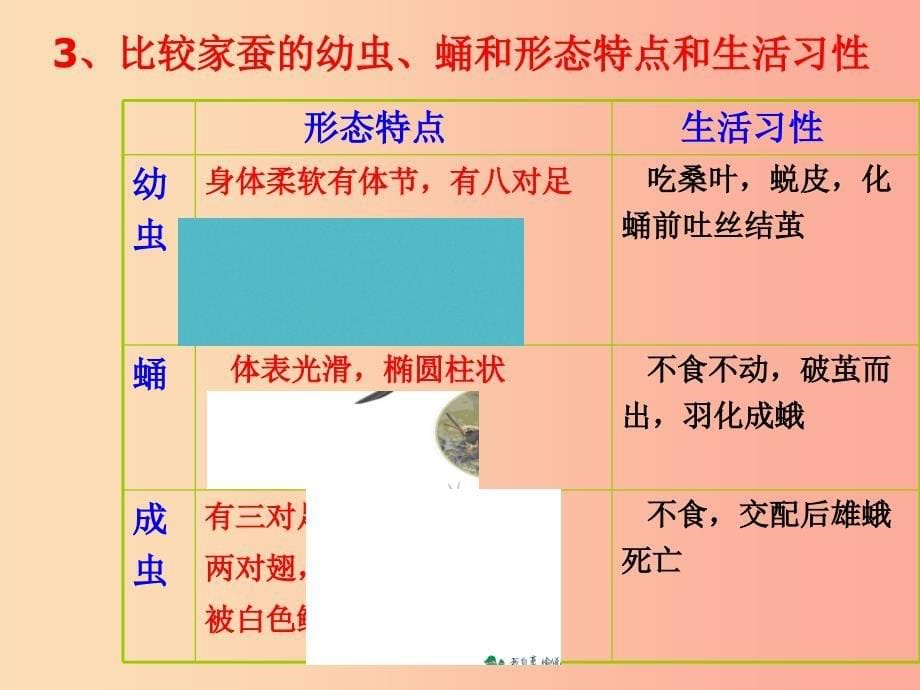 吉林省八年级生物下册 7.1.2 昆虫的生殖和发育课件新人教版_第5页