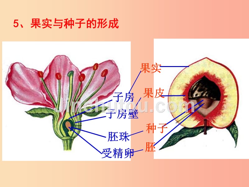 2019年七年级生物上册3.3绿色植物与生物圈的水循环课件2 新人教版_第3页