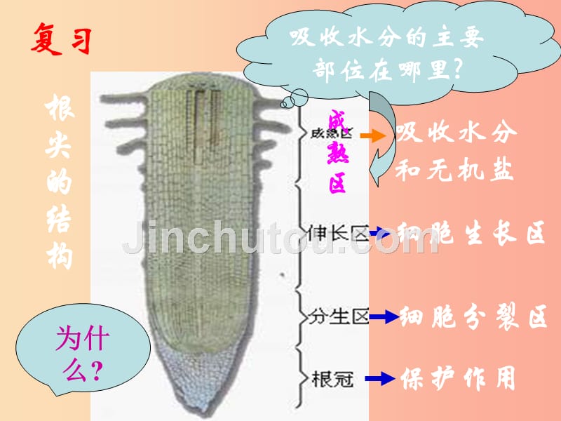 2019年七年级生物上册3.3绿色植物与生物圈的水循环课件2 新人教版_第5页