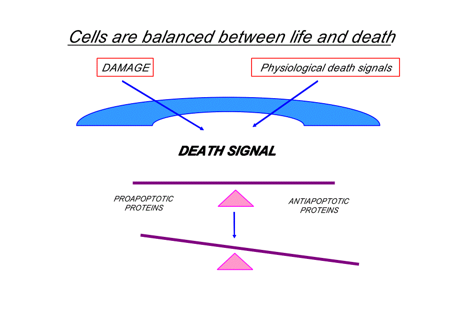 程序性细胞死亡与细胞衰老ppt_第3页