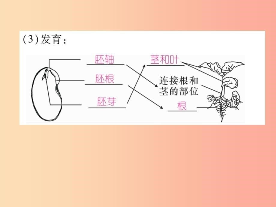 2019年七年级生物上册 3.2.1 种子的萌发习题课件新人教版_第5页