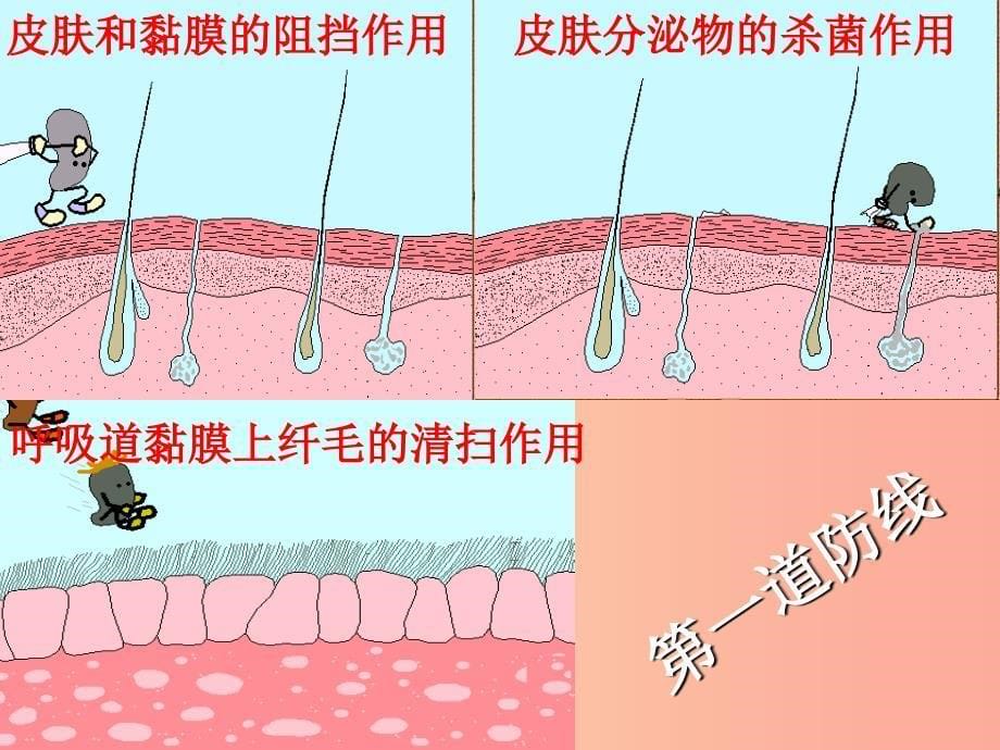 陕西省八年级生物下册 第八单元 第一章 第二节 免疫与计划免疫课件1新人教版_第5页