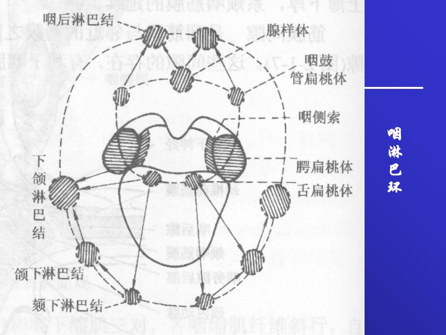 耳鼻咽喉头颈外科学-急扁炎_第3页