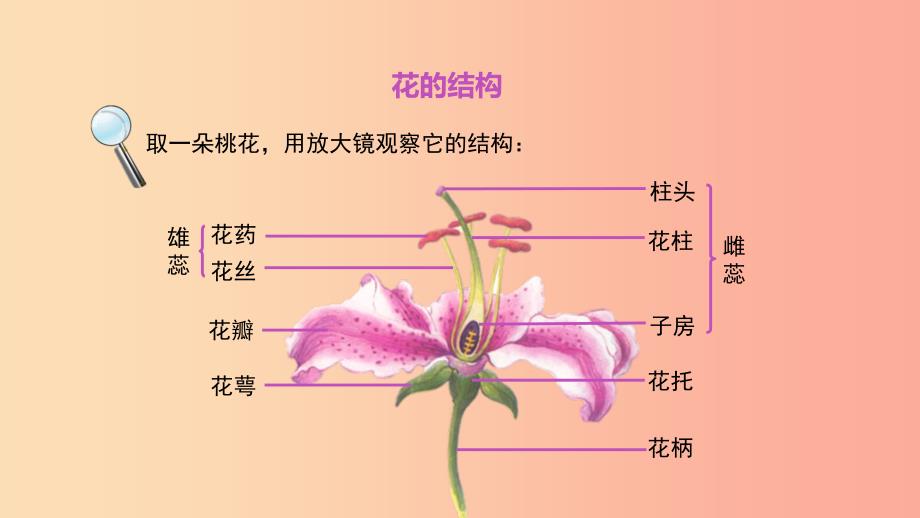 七年级生物上册3.2.3开花和结果课件 新人教版_第4页