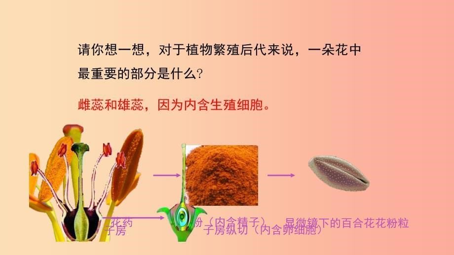 七年级生物上册3.2.3开花和结果课件 新人教版_第5页