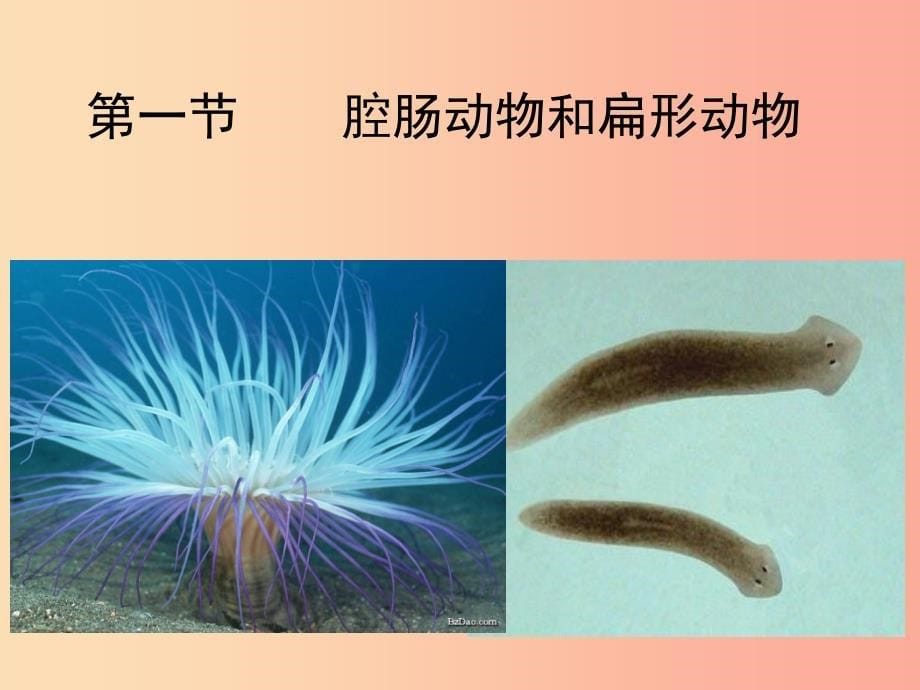 八年级生物上册 5.1.1《腔肠动物和扁形动物》课件5新人教版_第5页