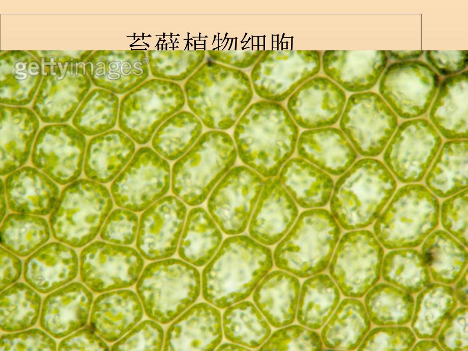 2019-2020年七年级生物上册 第二单元 第一章 第二节 植物细胞课件新人教版_第3页