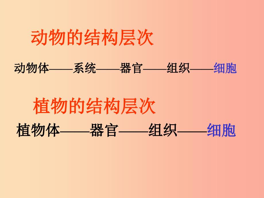 2019年七年级生物上册2.2.4单细胞生物课件5 新人教版_第2页