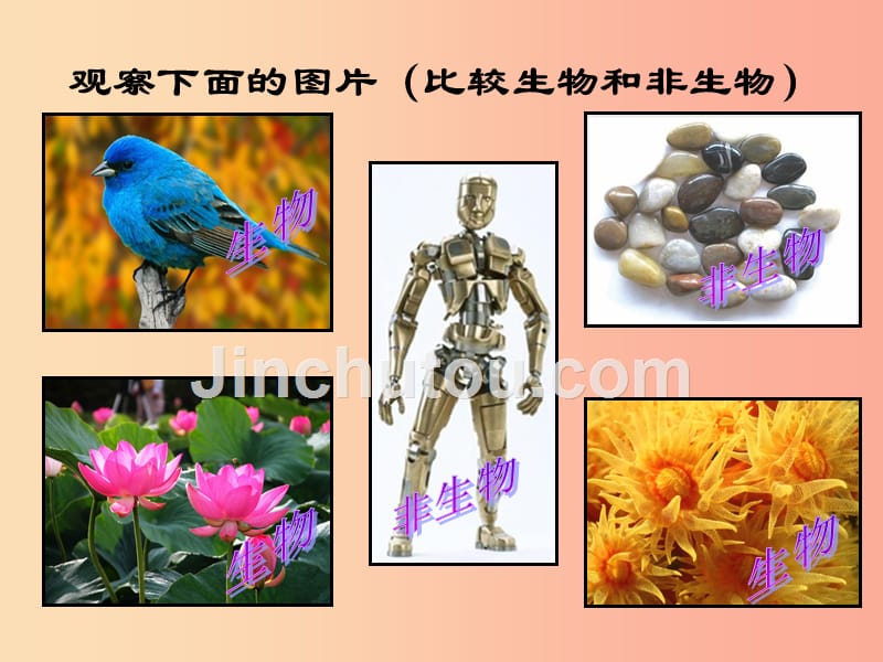 七年级生物上册 第一单元 第一章 第一节 生物的特征课件新人教版_第2页