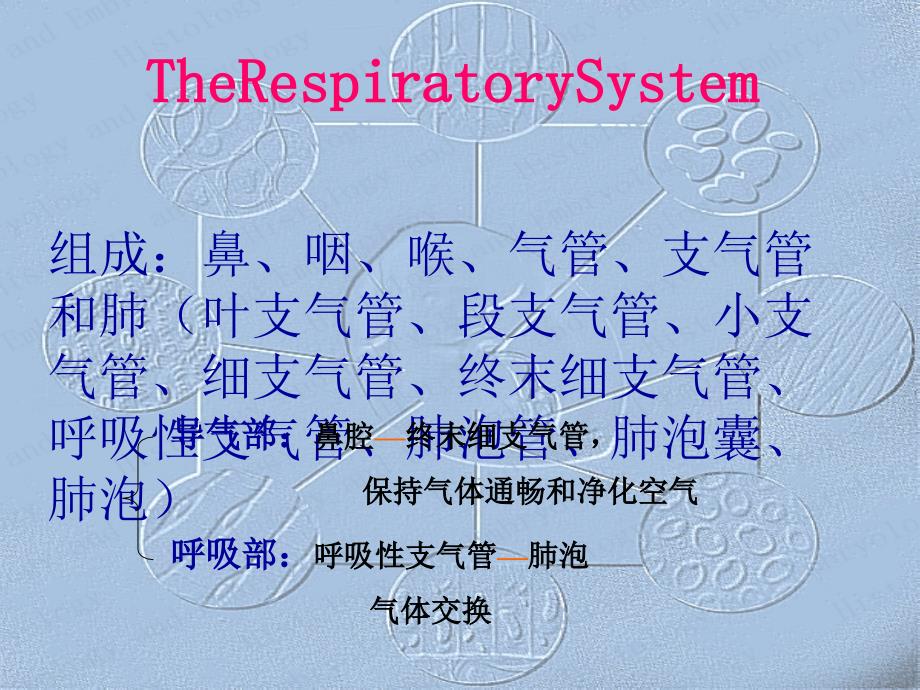 哈尔滨医科大学-组织学与胚胎学课件-呼吸系统_第1页