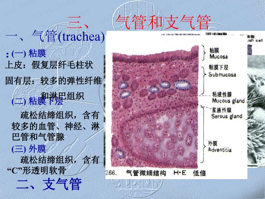 哈尔滨医科大学-组织学与胚胎学课件-呼吸系统_第3页