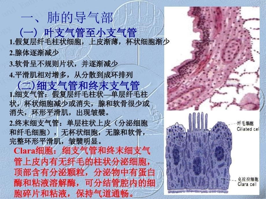 哈尔滨医科大学-组织学与胚胎学课件-呼吸系统_第5页