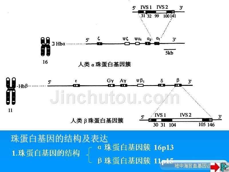 地中海贫血基因诊断_第5页