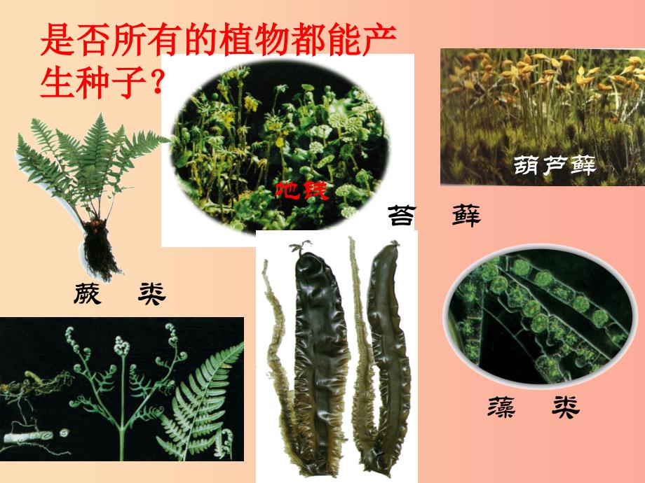 浙江省七年级科学上册 第2章 观察生物 2.5 常见的植物课件2（新版）浙教版_第3页