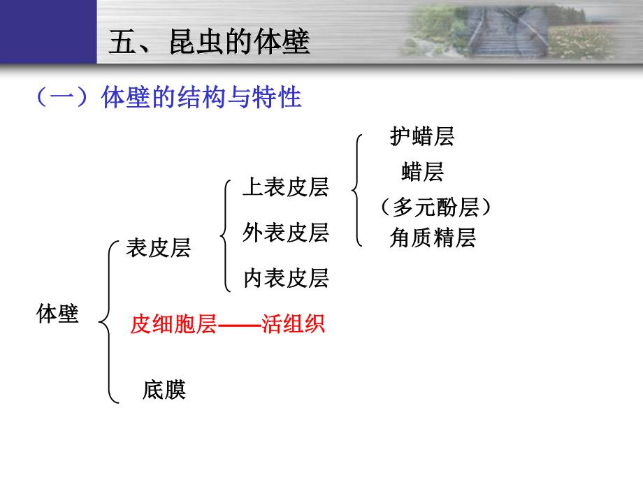 植物保护虫害部分-内部生理_第2页