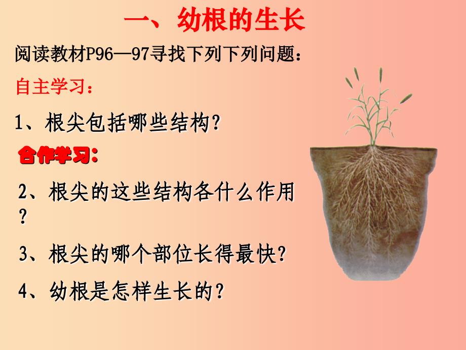 陕西省七年级生物上册 3.2.2 植株的生长课件新人教版_第3页