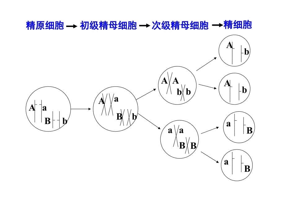 一轮复习---孟德尔的豌豆杂交实验(二)精讲.ppt_第5页