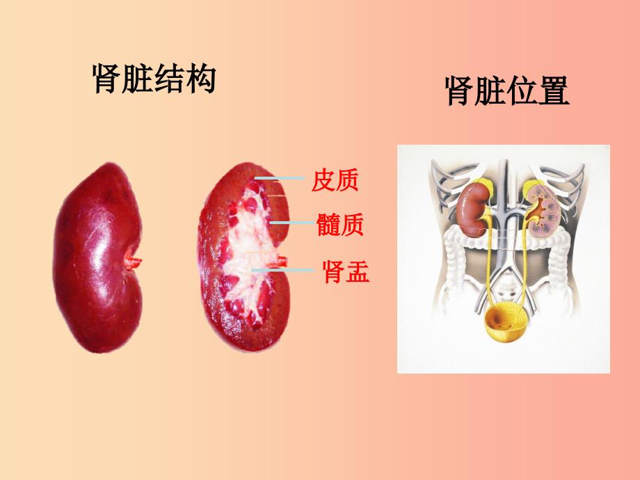 山东省七年级生物下册 3.4.1《尿液的形成和排出》课件（新版）济南版_第4页