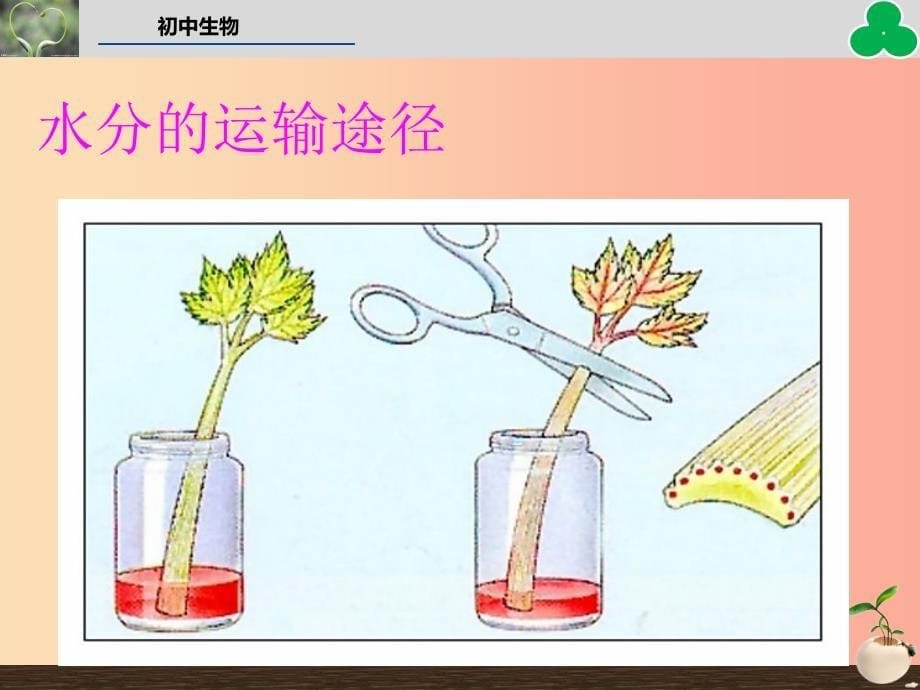 2019年七年级生物上册 第三单元 第三章 绿色植物与生物圈的水循环教学课件新人教版_第5页