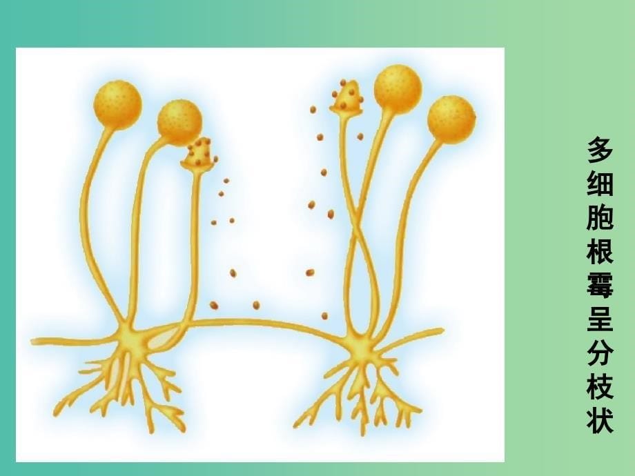 八年级生物上册 14.3 神奇微生物 真菌和病毒课件 （新版）苏教版_第5页