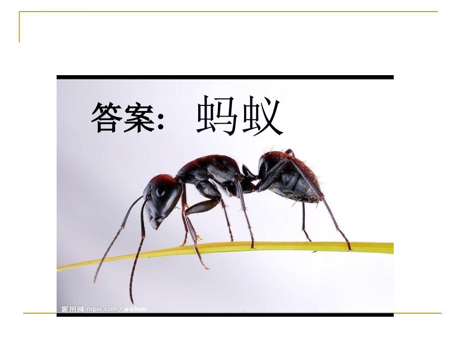 三年级科学上蚂蚁课件.ppt_第3页