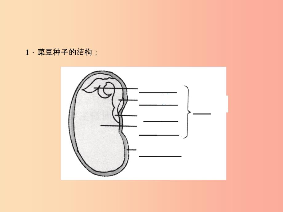 七年级科学下册第1章第4节植物的一生第1课时种子的结构习题课件浙教版_第3页