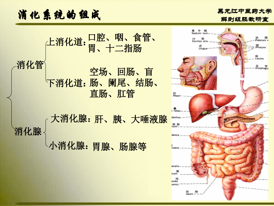 人体解剖学---消化系统_第2页