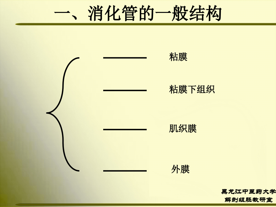 人体解剖学---消化系统_第3页