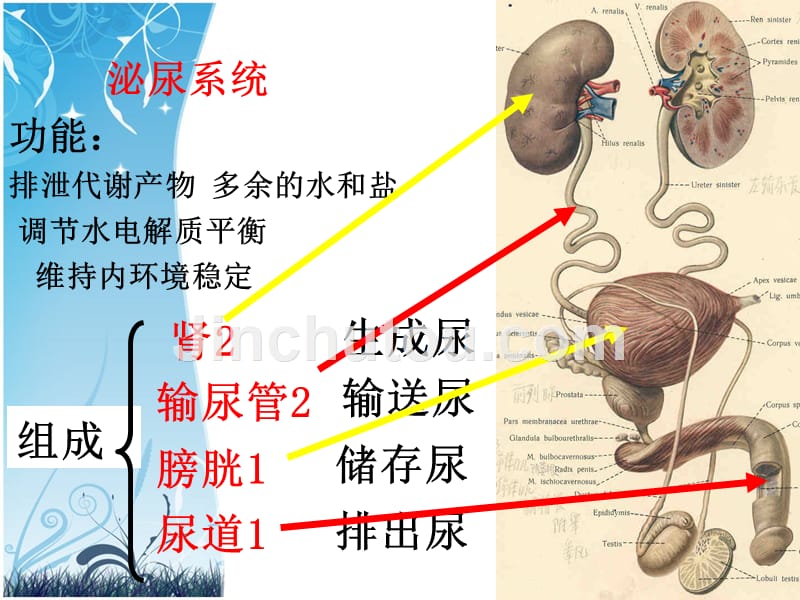 尿生成与排出1_第5页