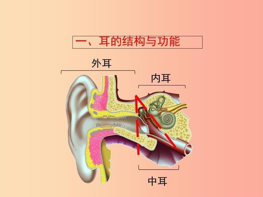 七年级生物下册 4.6.1《人体对外界环境的感知》第二课时课件2新人教版_第5页