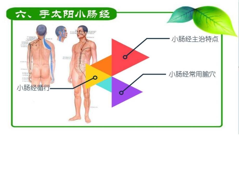 项目二之任务二之手太阳小肠经_第3页